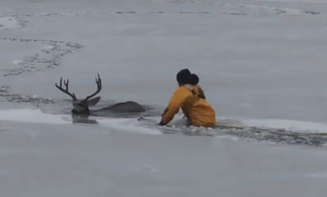 Video: Bezbranný jeleň sa zasekol v ľade uprostred jazera. Ratovať ho museli hasiči