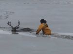 Video: Bezbranný jeleň sa zasekol v ľade uprostred jazera. Ratovať ho museli hasiči