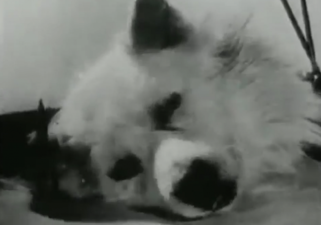 Video: Sovietski vedci “oživili” hlavu psa