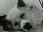 Video: Sovietski vedci “oživili” hlavu psa