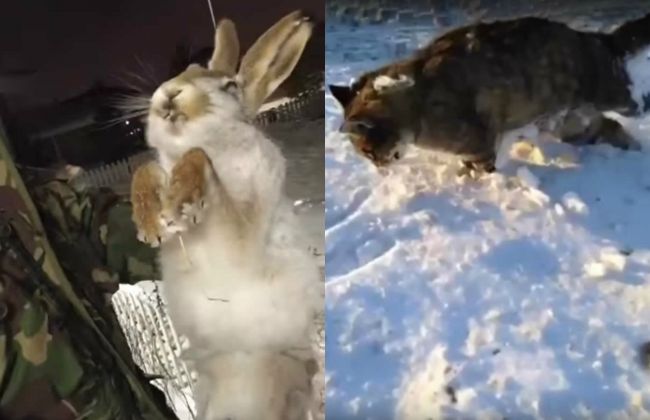 Video: Obyvatelia tejto krajiny vonku denne nachádzajú zaživa zmrznuté zvieratá