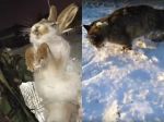 Video: Obyvatelia tejto krajiny vonku denne nachádzajú zaživa zmrznuté zvieratá