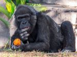 V safari parku skonala jedna z najstarších goríl na svete