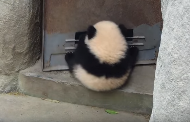 Video: Panda sa držala dverí ako kliešť, keď vtom sa zrazu otvorili