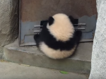 Video: Panda sa držala dverí ako kliešť, keď vtom sa zrazu otvorili