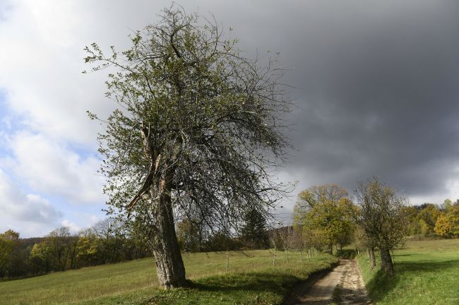 Európania môžu hlasovať za Európsky strom roka, o post sa uchádza aj jabloň zo Slovenska