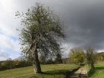 Európania môžu hlasovať za Európsky strom roka, o post sa uchádza aj jabloň zo Slovenska