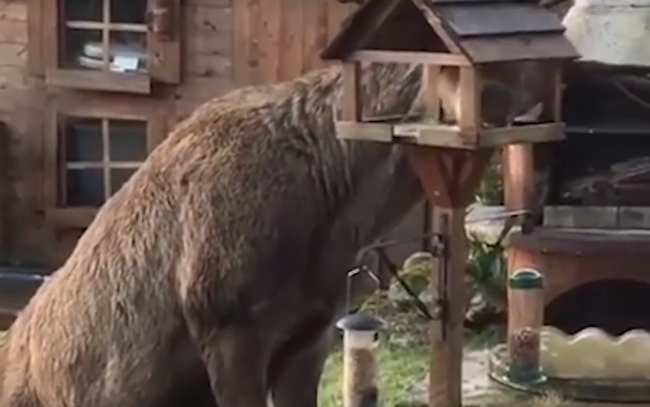 Video: Kŕmidlo pre vtákov prilákalo nečakaného návštevníka