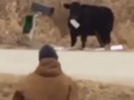 Video: Krava porušila listové tajomstvo, rodina nevedela, čo má robiť
