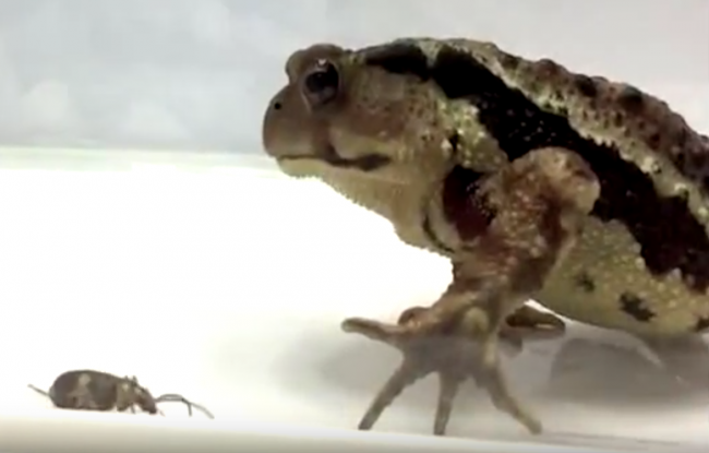 Video: Ropucha sa ulakomila na chutnú večeru a prehltla chrobáka. Trpko to oľutovala!