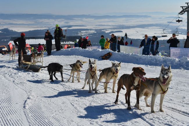 Snežné psy si prišlo pod Lomnický štít pozrieť približne 5000 ľudí