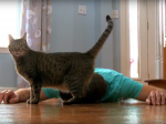 Video: Muž predstieral vlastnú smrť, aby zistil, ako by reagovala jeho mačka