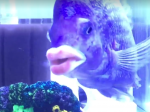 Video: Turisti natočili zvláštnu rybu, ktorá má pery ako človek