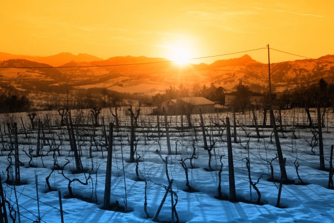 Vinohrad ak nezrežeš vo februári, nezrežeš v marci