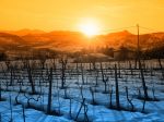 Vinohrad ak nezrežeš vo februári, nezrežeš v marci