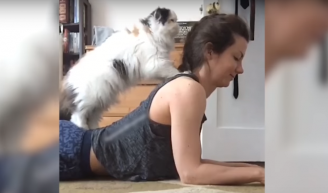 Video: Keď sa mačka rozhodne, že vám dopraje masáž