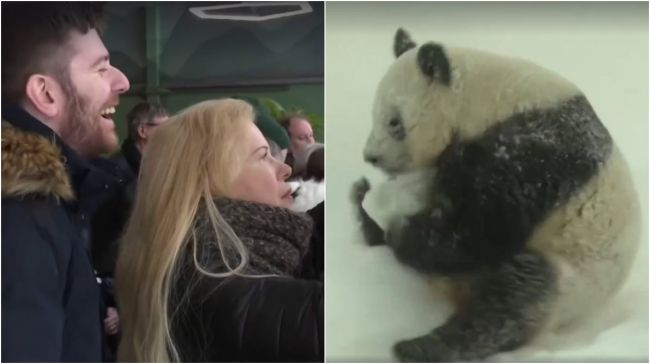 Video: Panda vie, ako pobaviť publikum. Predviedla zábavné kotrmelce v snehu