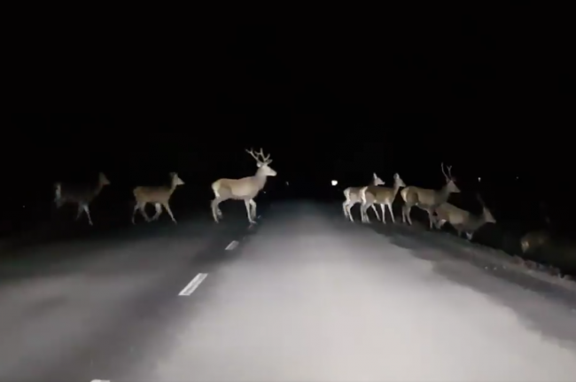 Video: Vodič zachytil neuveriteľnú scénu. Takéto stádo jeleňov ste ešte nevideli