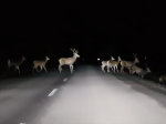 Video: Vodič zachytil neuveriteľnú scénu. Takéto stádo jeleňov ste ešte nevideli