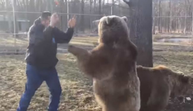 Video: Muž sa pre dobrú vec rozhodol „pohrať“ s dvojicou medveďov