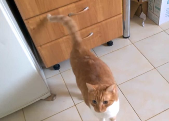 Video: Čo to znamená, keď sa vašej mačke takto trasie chvost?