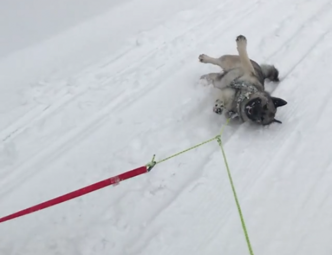 Video: Nórsky losí pes, ktorý to vzdal. Tieto zábery bavia internet