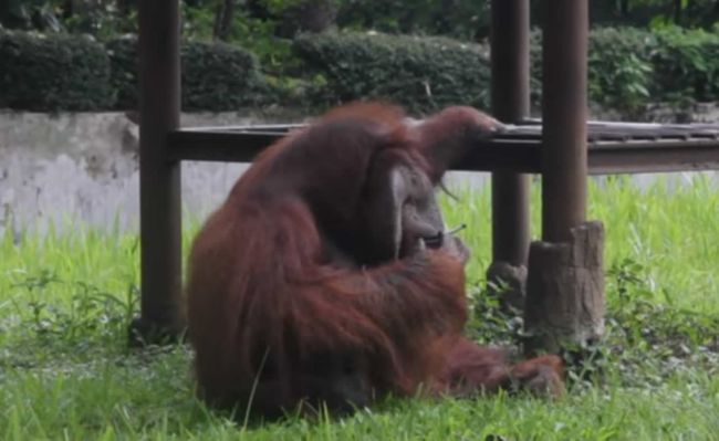 Video: Pohľad na fajčiaceho orangutana zlomí srdce aj vám