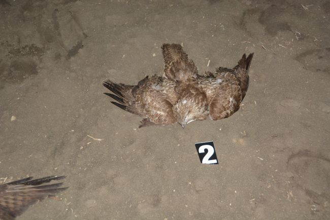 Neznámy páchateľ otrávil chránené vtáky látkou, ktorá  je smrteľne nebezpečná aj pre ľudí