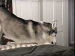 Video: Tento husky má perfektnú odpoveď na „ľúbim ťa“ svojej majiteľky