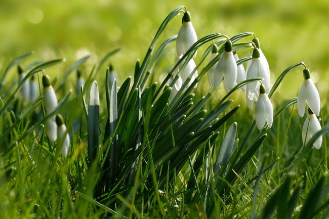 Dnešné teploty budú na väčšine územia pripomínať jar