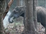 Video: Indických vedcov zmiatla slonica "fajčiaca" drevené uhlie
