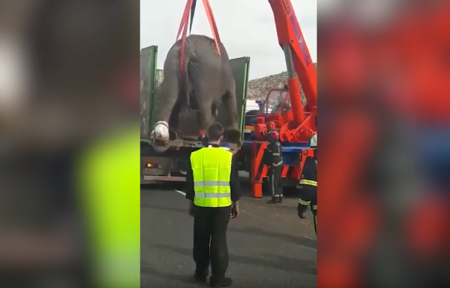 Z havarovaného kamióna vybehli na diaľnicu slony