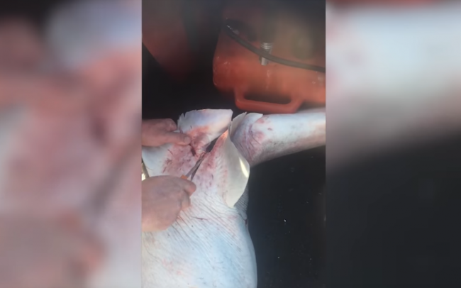 Video: Rybár chytil mŕtveho žraloka. Toto z neho vyšlo, keď ho rozrezal