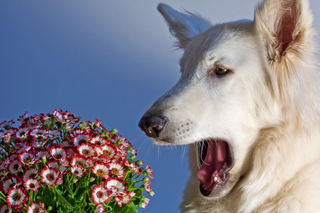 Alergia u psa: Ako ju rozpoznať a prirodzene liečiť