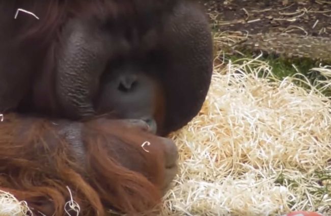 Video: Nešikovný orangutan si vopchal žuvačku tam, kam nepatrí