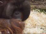 Video: Nešikovný orangutan si vopchal žuvačku tam, kam nepatrí