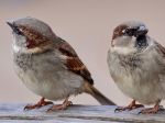 Enviro: Vrabcov ubúda, majú problém s potravou a hniezdením