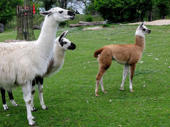 V ZOO sa narodili viaceré mláďatá, pribudli aj jedinci zo zahraničia