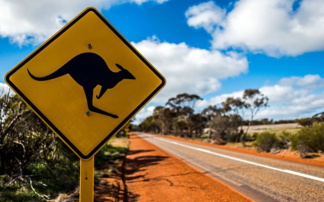 Na turistov v Austrálii útočia kengury závislé na mrkve