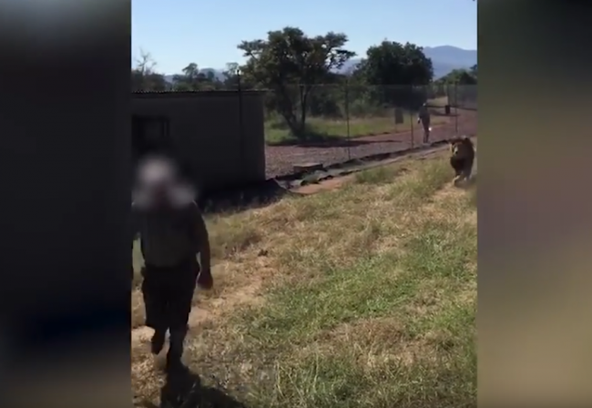 Video: Lev napadol muža, ktorý ho vychoval od mláďaťa