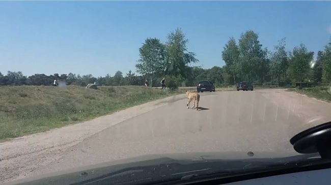 Video: Rodina sa rozhodla ignorovať pravidlá safari parku. Dopadlo to tak, ako čakáte