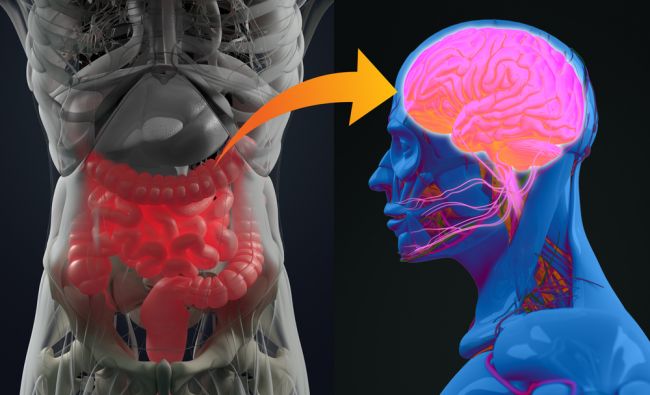 Ako vaše črevá ovplyvňujú ochorenie mozgu