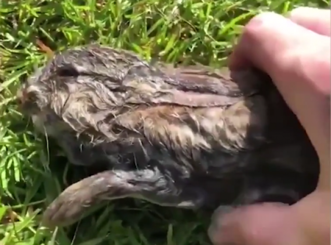 Video: Muž našiel mláďa zajaca. Podarilo sa mu niečo neuveriteľné