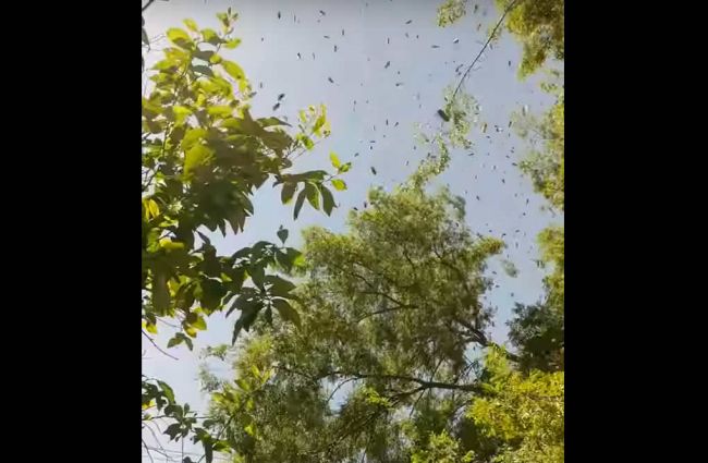 Video: Toľkoto včiel pokope ste ešte nevideli!