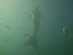 Video: Potápač tvrdí, že sa mu podarilo zachytiť na kameru morskú pannu