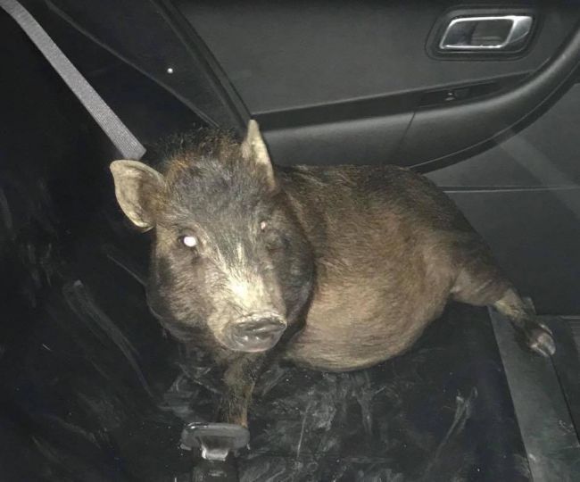 Polícia pomohla mužovi, ktorého prenasledovalo neodbytné prasa