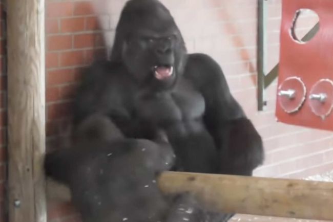 Video: Mladá gorila robila na otca grimasy, ten sa zachoval celkom ako človek