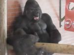 Video: Mladá gorila robila na otca grimasy, ten sa zachoval celkom ako človek