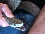 Video: Muž sa nechať uštipnúť najjedovatejšími hadmi sveta. Takto to dopadlo
