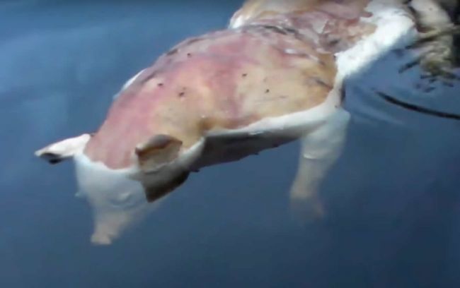 Video: V jazere našli tvora s prasacou hlavou a ľudskými rukami